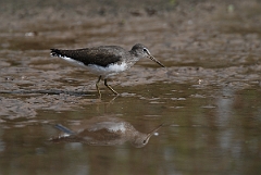 David Plant Photography - Wildlife Photographer - Green sandpiper - L